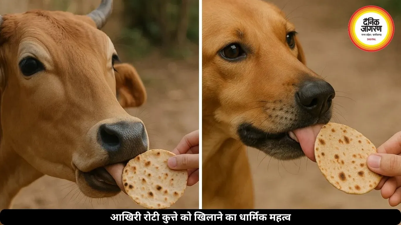 पहली रोटी गाय को, आखिरी कुत्ते को देने की परंपरा क्यों मानी जाती है शुभ? जानें यहां