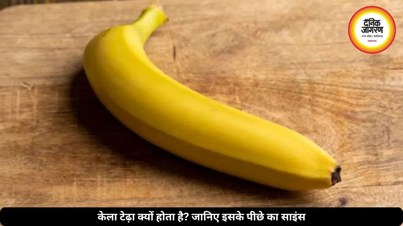 केला टेढ़ा क्यों होता है? इसके पीछे छिपा है गुरुत्वाकर्षण और सूरज की रोशनी का साइंस। जानें यहां