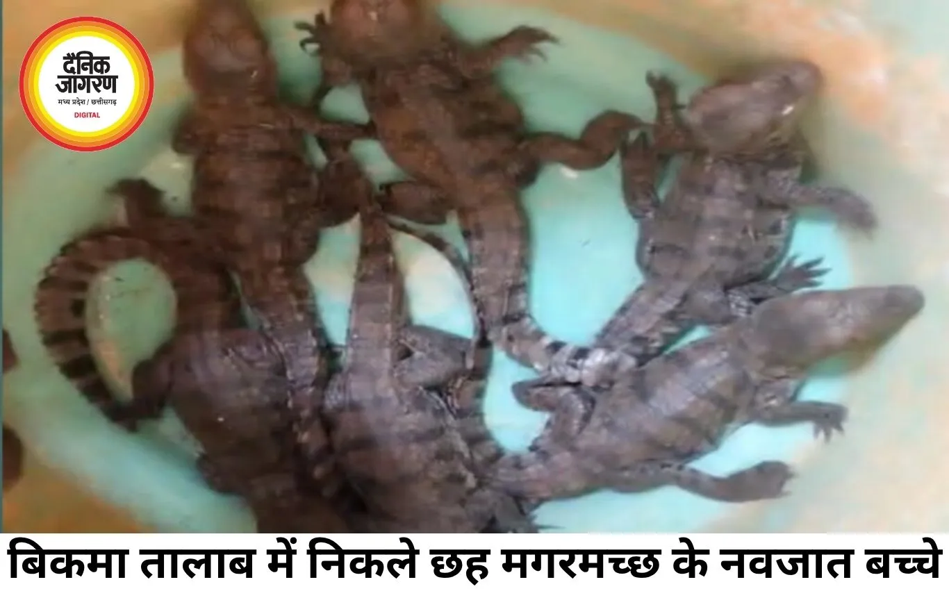 250 साल पुराने बिकमा तालाब में निकले मगरमच्छ के बच्चे, वन विभाग ने सुरक्षित छोड़ा खूंटाघाट बांध