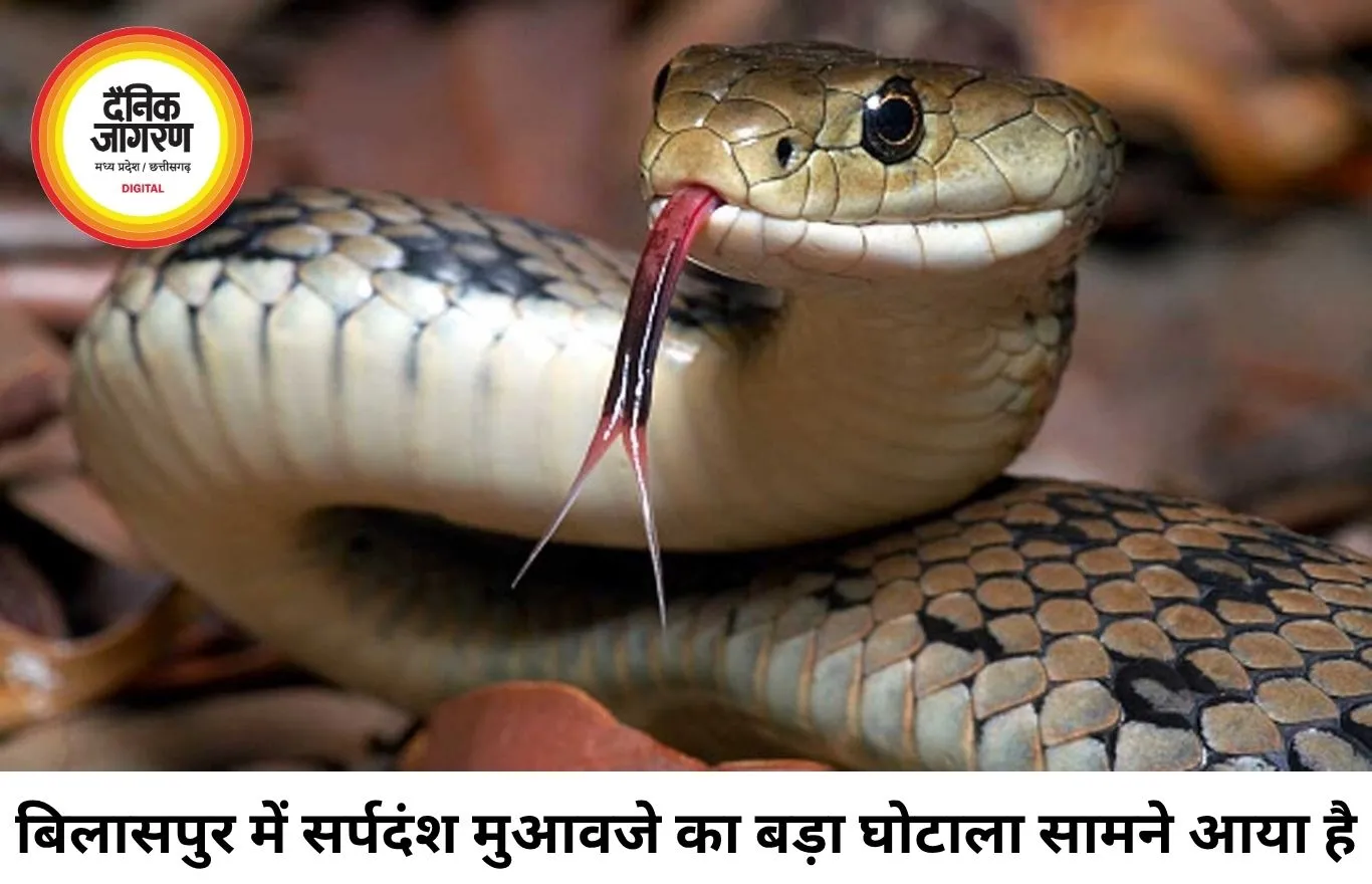 बिलासपुर में सर्पदंश मुआवजा घोटाला, 17 करोड़ का फर्जीवाड़ा उजागर