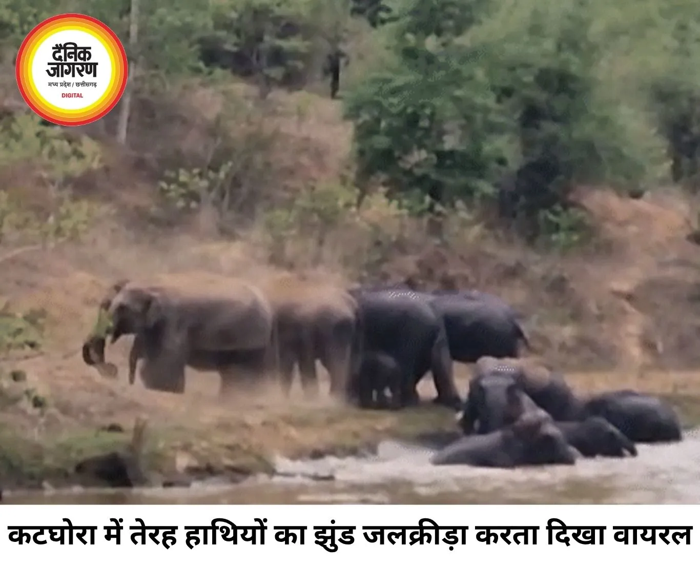 कटघोरा में 13 हाथियों की जलक्रीड़ा, वीडियो वायरल