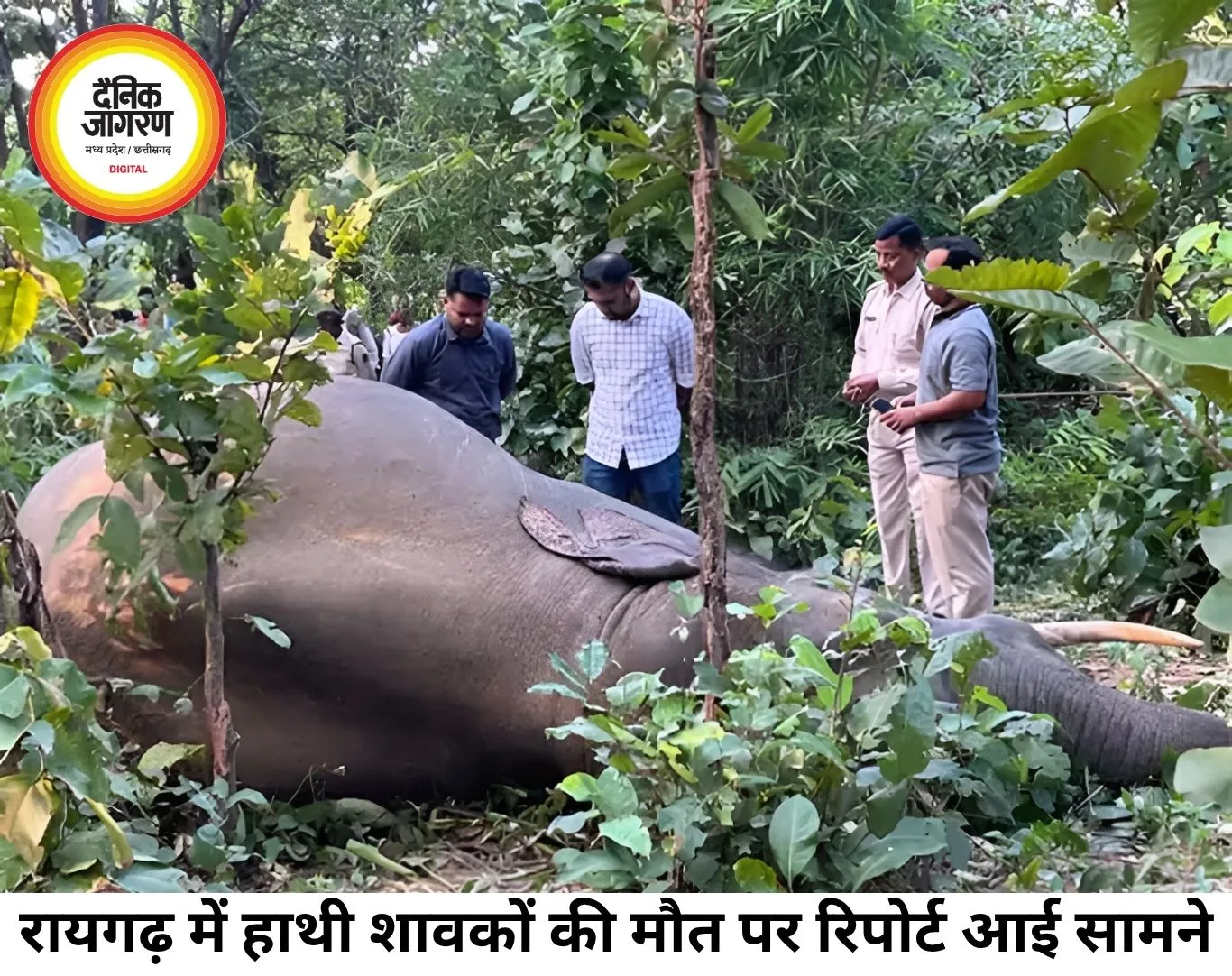 रायगढ़ में हाथी शावकों की मौत का खुलासा, संक्रमण बना वजह