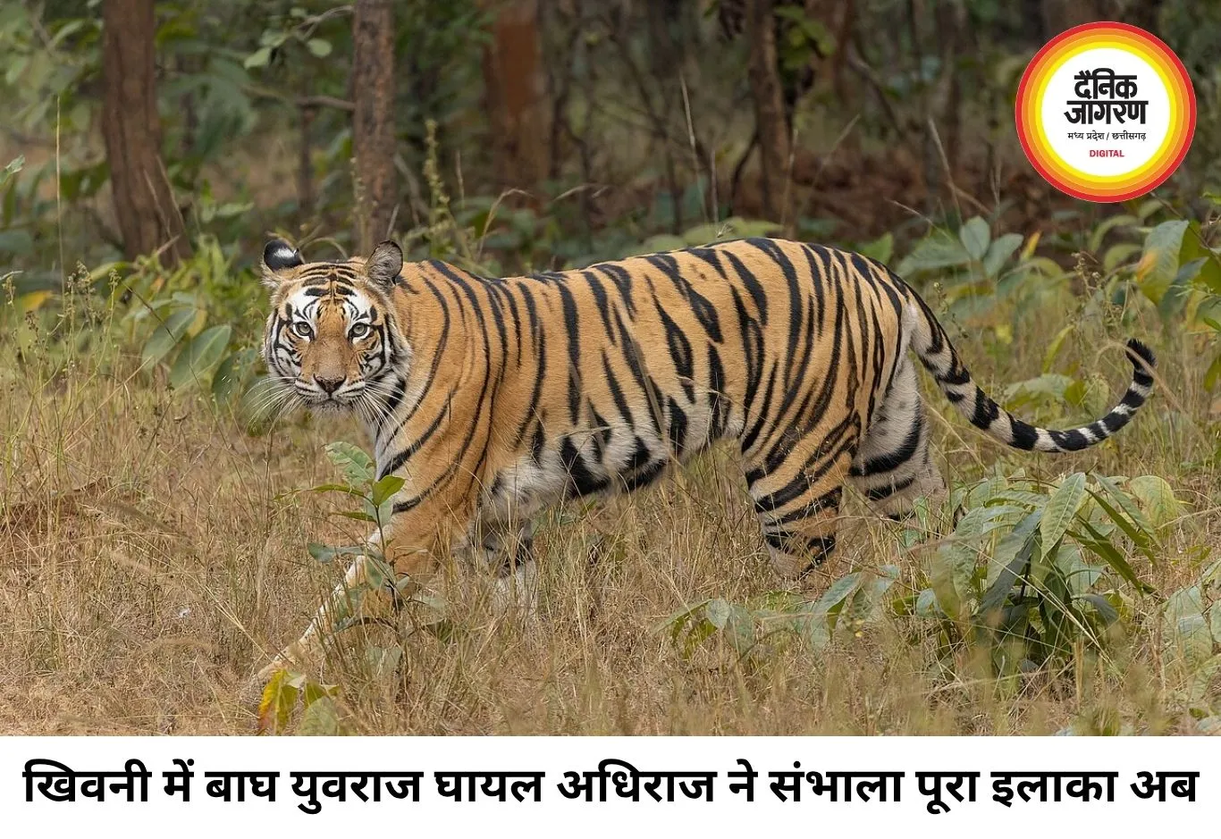 खिवनी में बाघों की वर्चस्व की लड़ाई, घायल युवराज को भोपाल किया गया शिफ्ट
