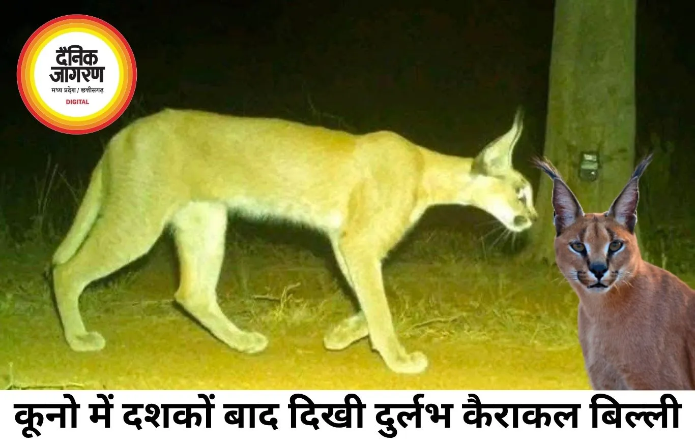 कूनो नेशनल पार्क में दिखी दुर्लभ कैराकल बिल्ली, दशकों बाद वापसी से वन्यजीव विशेषज्ञ उत्साहित