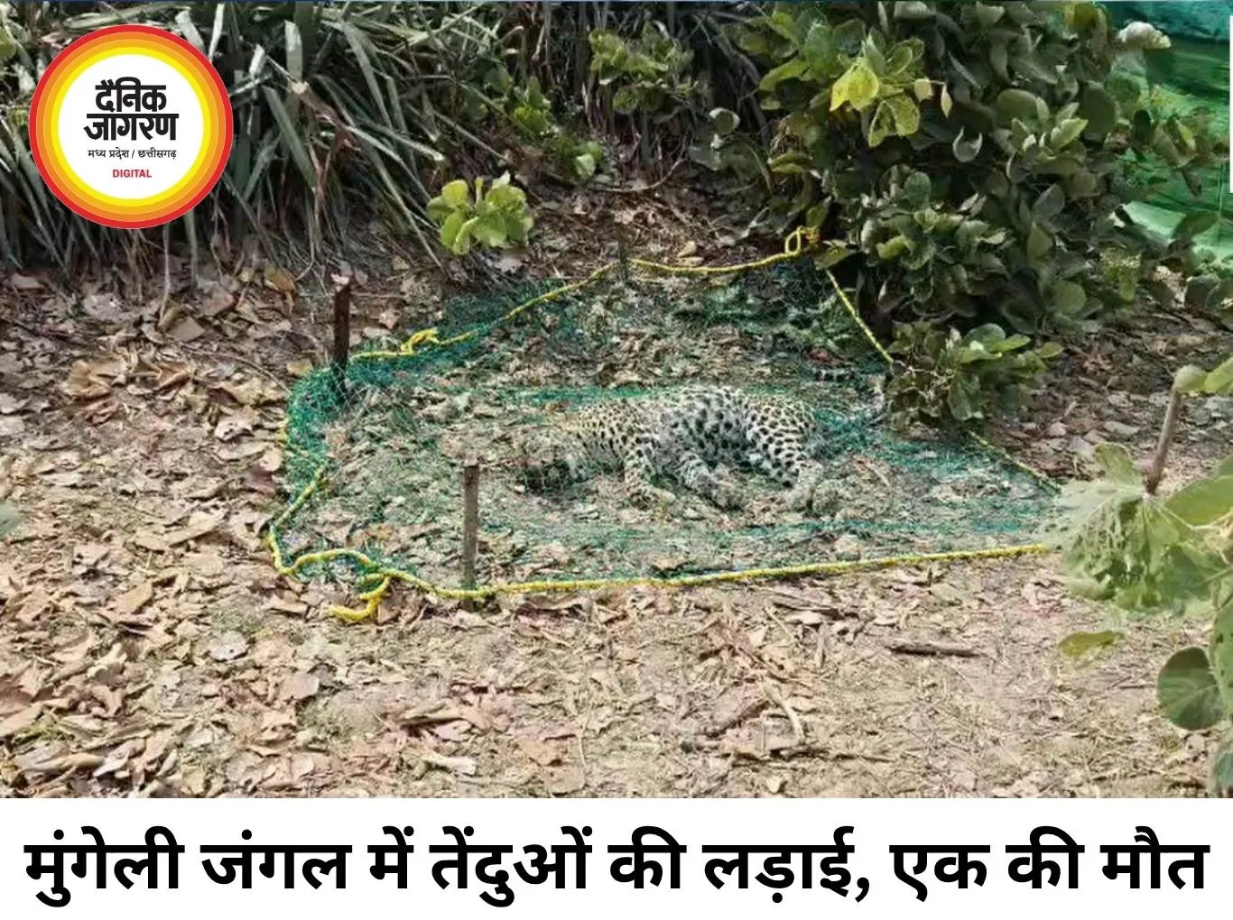 मुंगेली के जंगल में तेंदुओं की खूनी जंग, एक की मौत; दूसरा गंभीर घायल