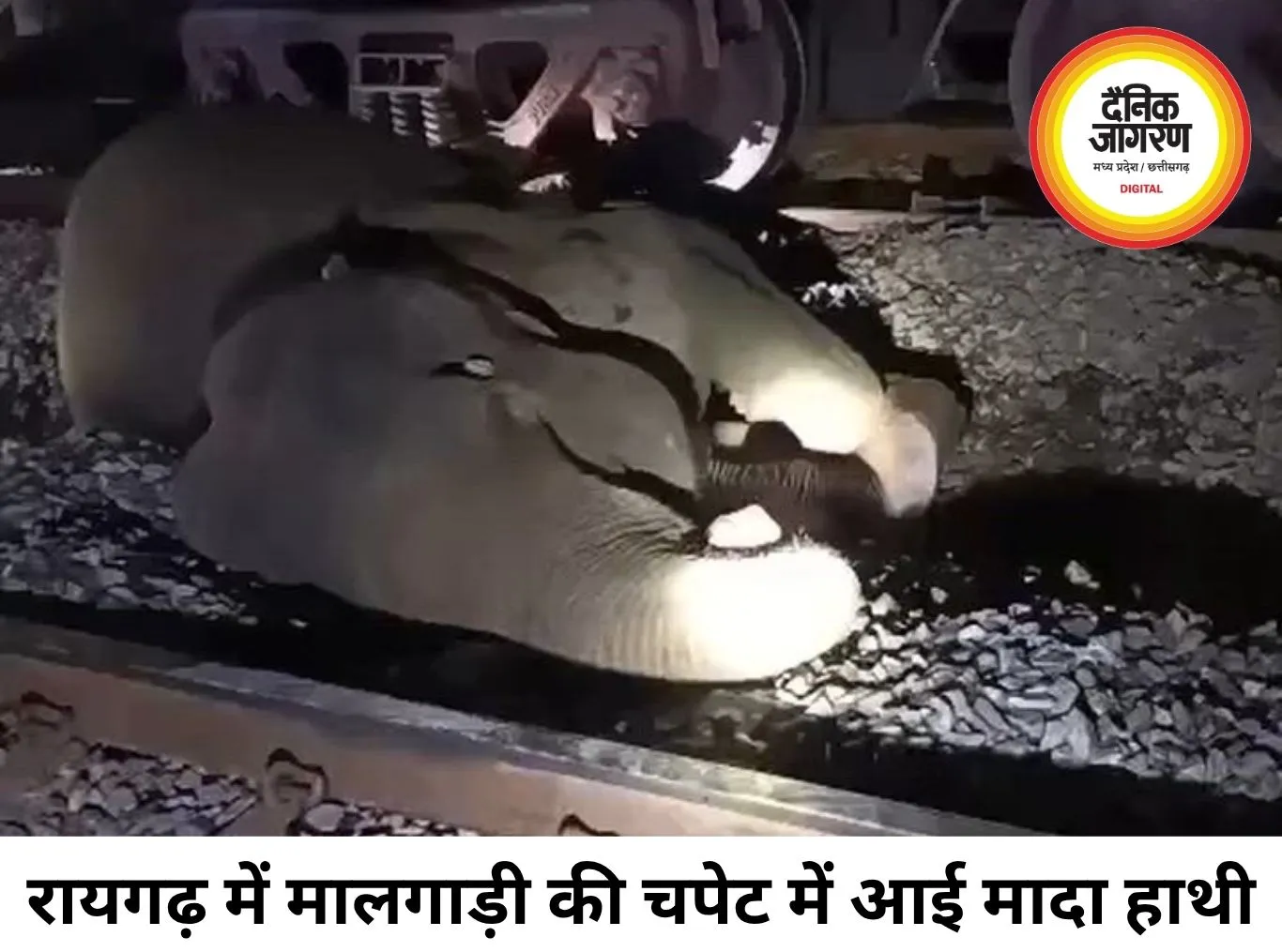 रायगढ़ में मालगाड़ी की चपेट में आई मादा हाथी, उपचार के दौरान मौत