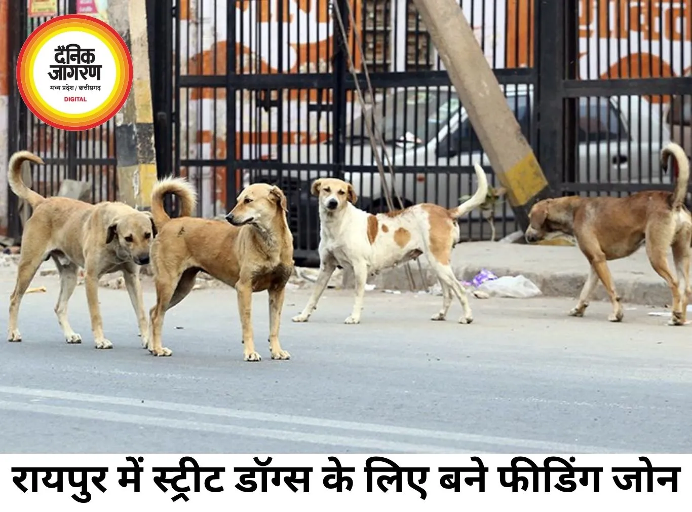 रायपुर में स्ट्रीट डॉग्स के लिए फीडिंग जोन तय, अब निर्धारित जगहों पर ही मिलेगा भोजन