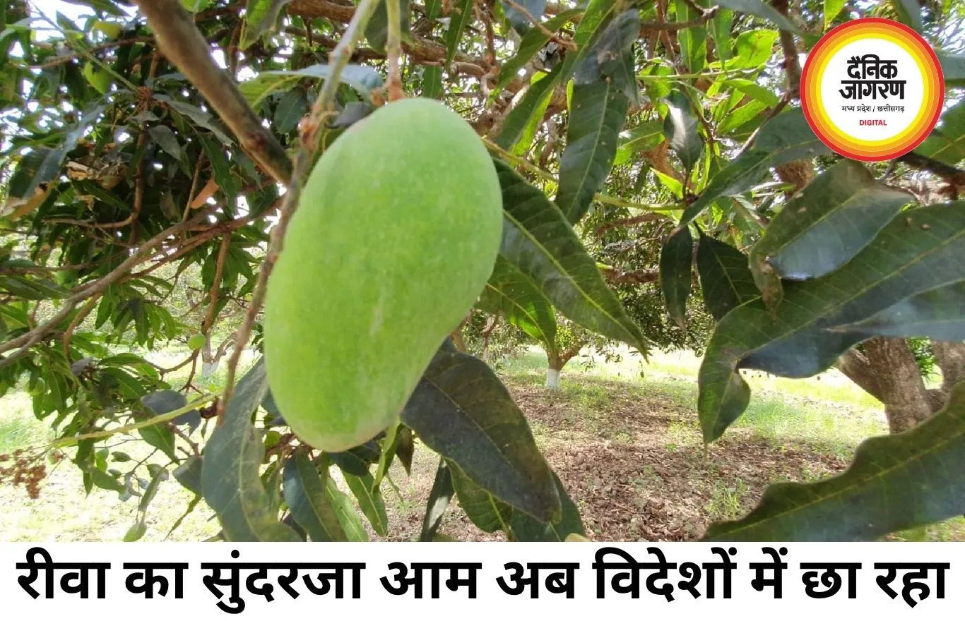 रीवा का सुंदरजा आम बना ग्लोबल ब्रांड, अबूधाबी जाएगी बड़ी खेप