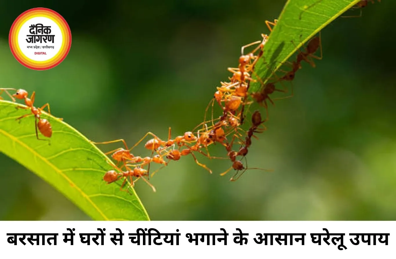 बरसात में घर में बढ़ती चींटियों से राहत पाने के आसान उपाय