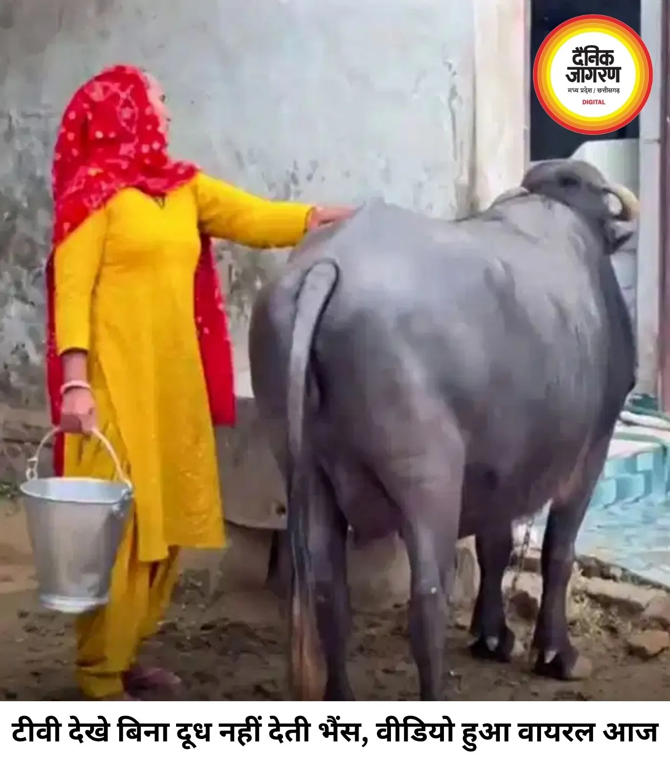 टीवी देखे बिना दूध नहीं देती भैंस! वायरल वीडियो ने इंटरनेट पर मचाई धूम