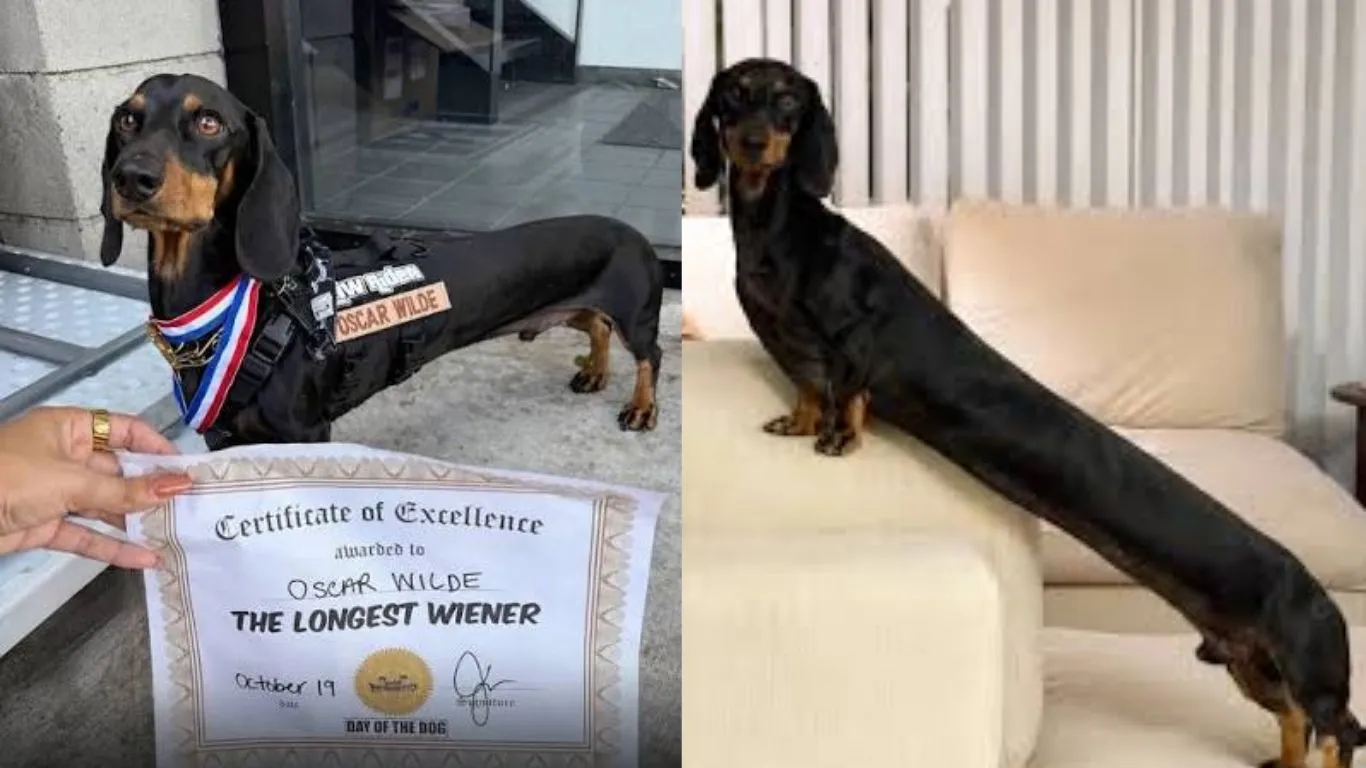 Dachshund