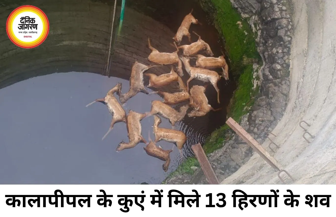 कालापीपल में कुएं से मिले 13 हिरण और एक कुत्ते के शव, जांच जारी