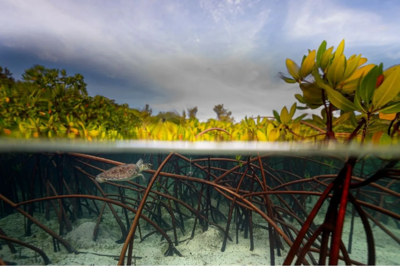 Mangrove Photographer of the Year 2026