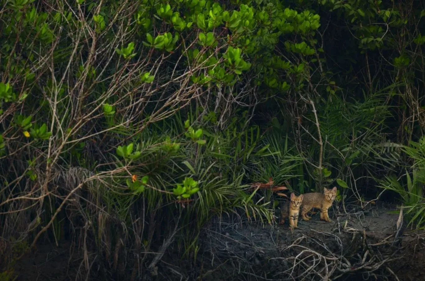 Mangrove Photography Award