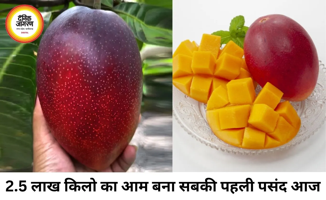 2.5 लाख रुपये किलो का मियाजाकी आम बना आकर्षण, यूपी मैंगो फेस्टिवल में उमड़ी भीड़