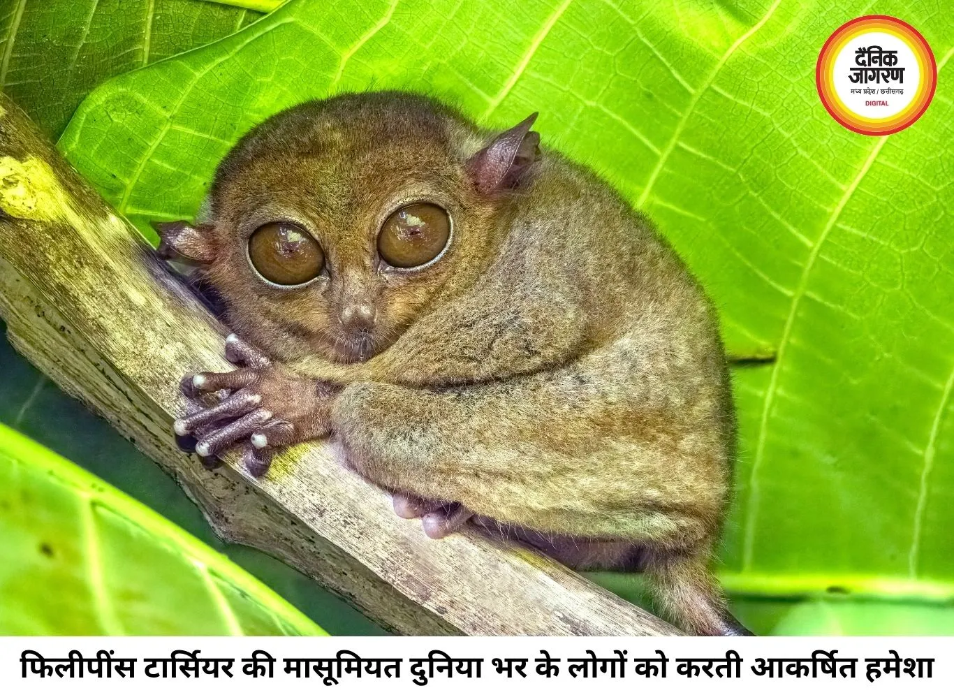 मासूम आंखों वाला फिलीपींस टार्सियर क्यों माना जाता है दुनिया का सबसे नाजुक जीव?