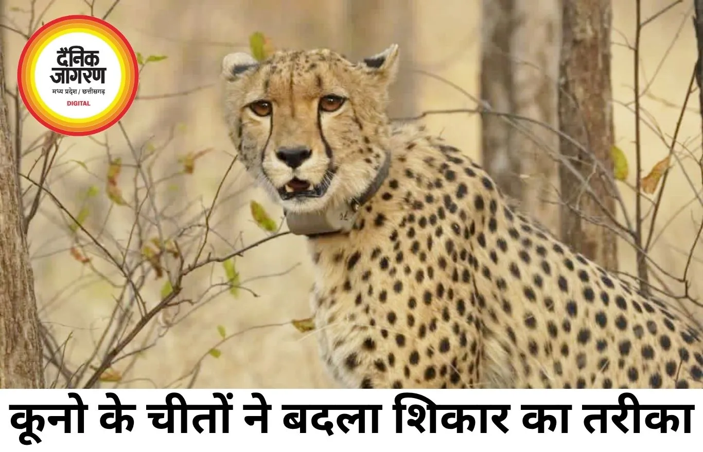कूनो के चीते मप्र-राजस्थान के 12 जिलों तक पहुंचे, शिकार के तरीके में भी आया बड़ा बदलाव