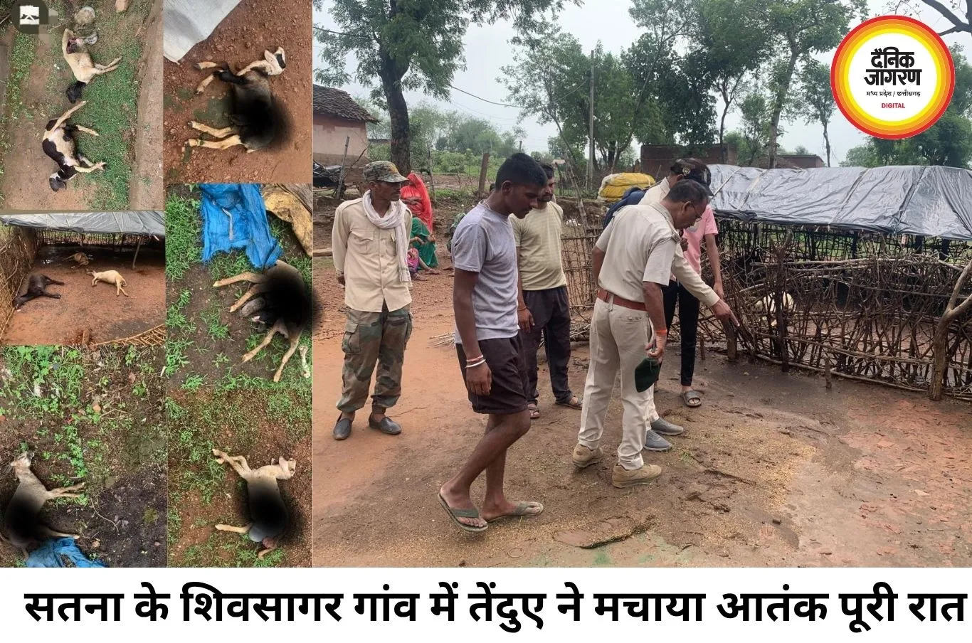 सतना में तेंदुए का हमला, एक ही रात में 9 भेड़ों को बनाया शिकार