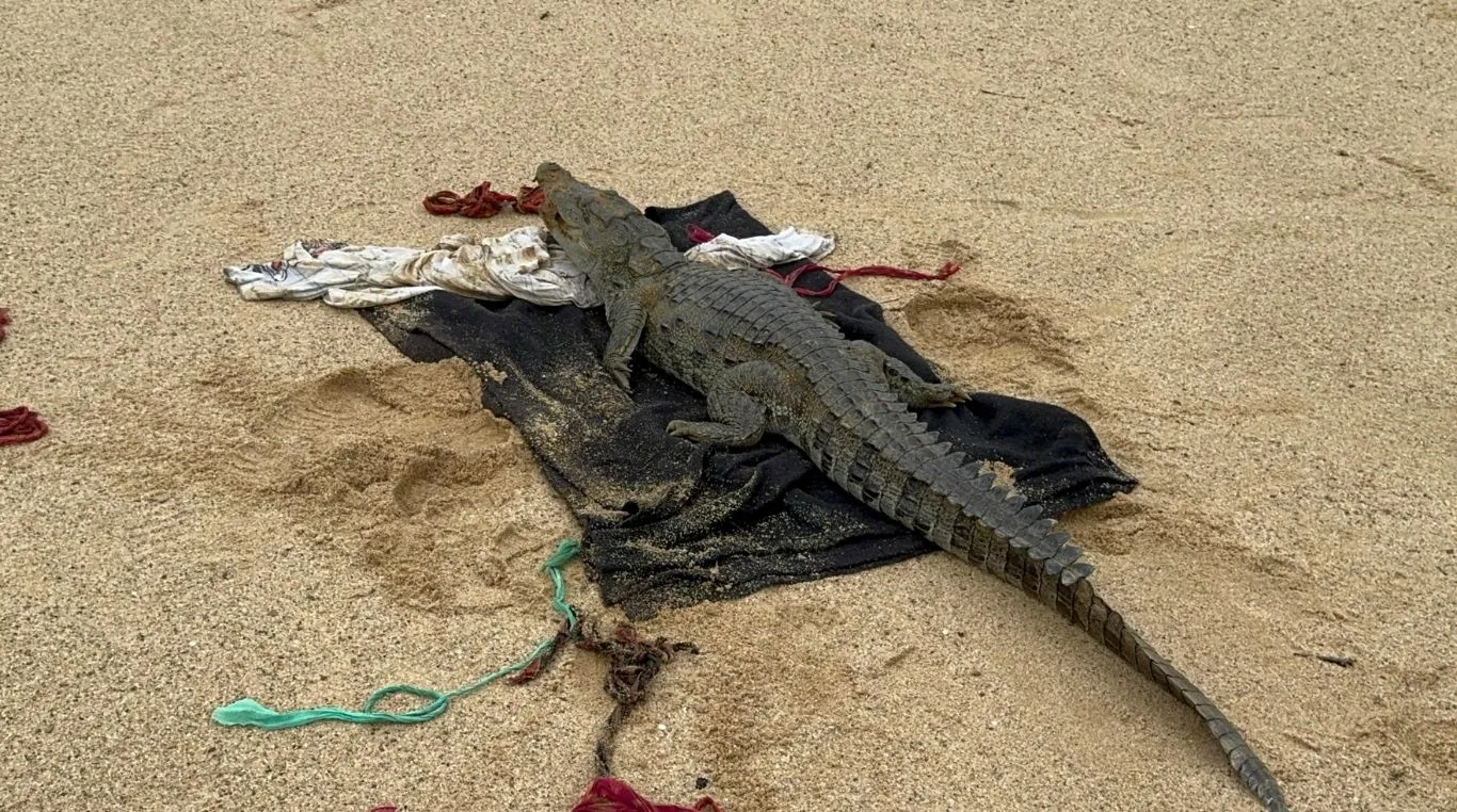 Son Gharial Sanctuary