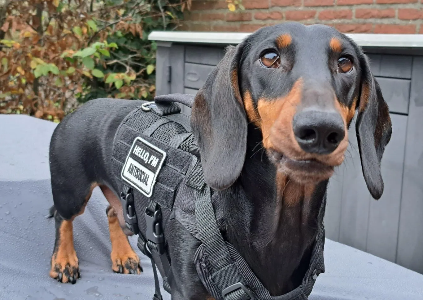 Wiener Dog