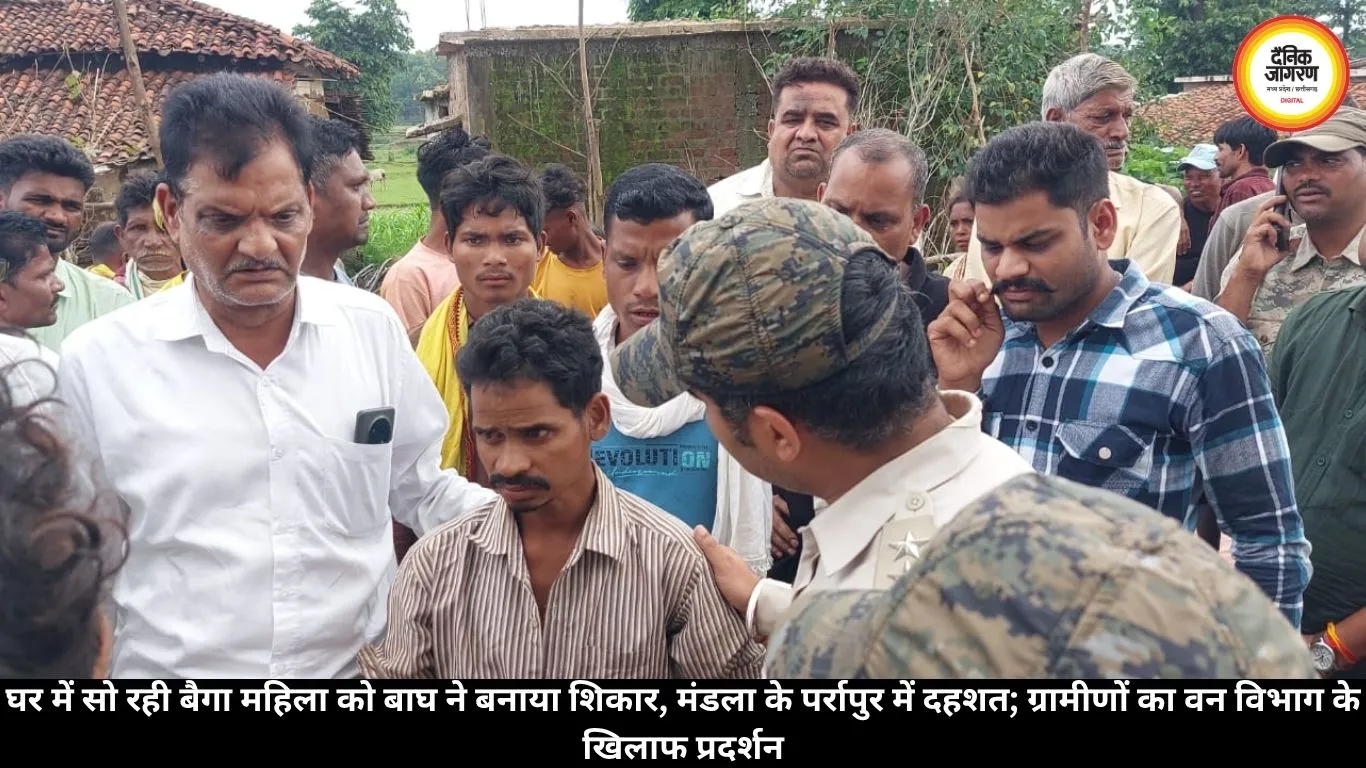 मंडला में घर से महिला को उठा ले गया बाघ, इलाज के दौरान मौत; ग्रामीणों ने वन विभाग के खिलाफ किया प्रदर्शन