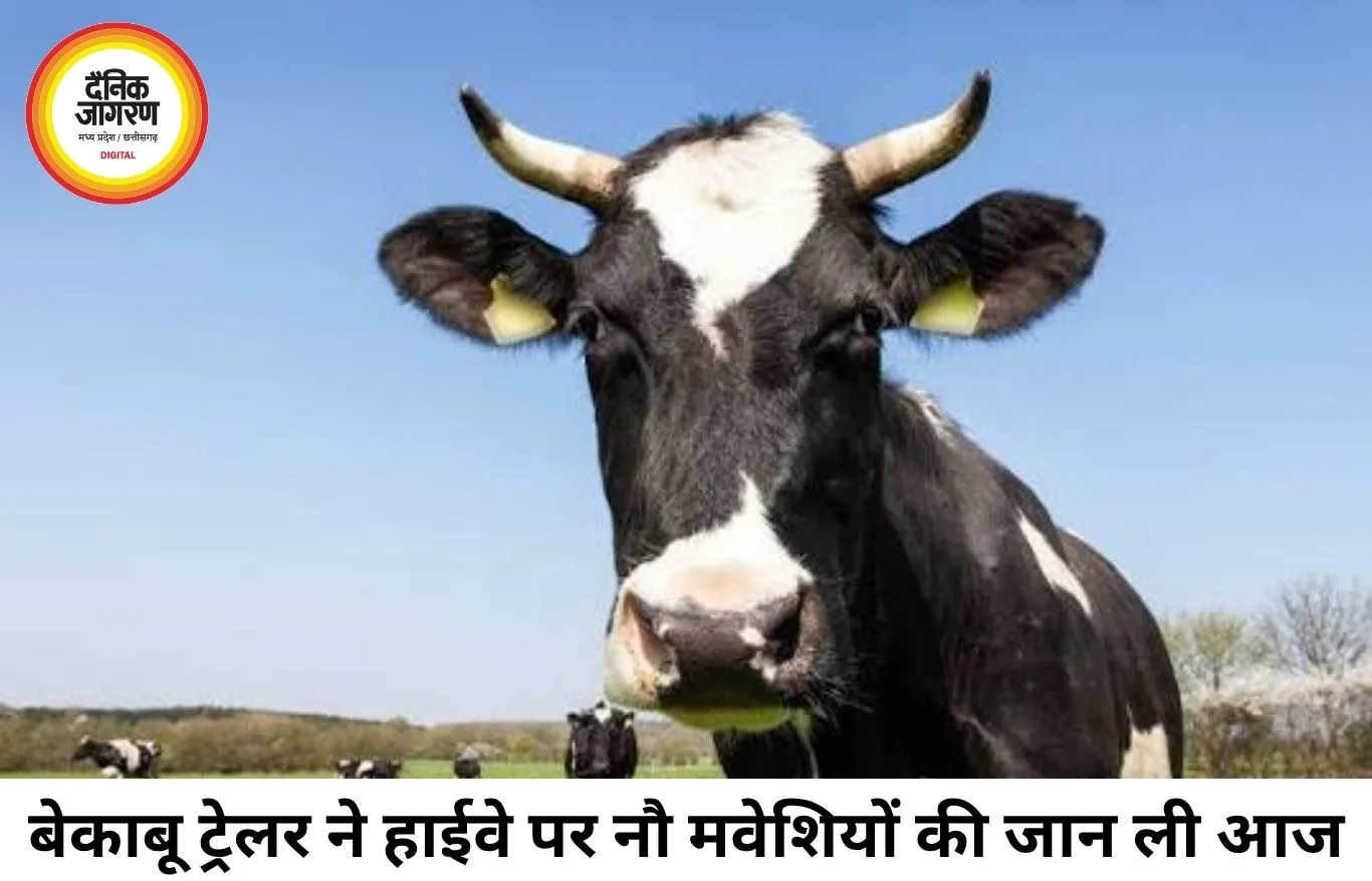 हाईकोर्ट की सख्ती बेअसर! बिलासपुर-कोरबा हाईवे पर ट्रेलर ने 9 मवेशियों को कुचला