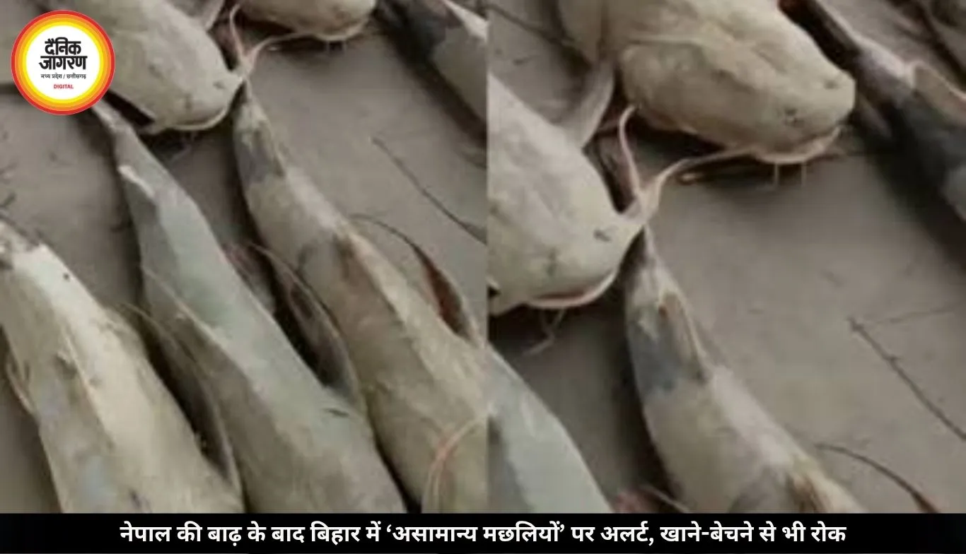 नेपाल की बाढ़ के बाद बिहार में ‘असामान्य मछलियों’ पर अलर्ट, खाने-बेचने से भी रोक; जानें क्या है वजह