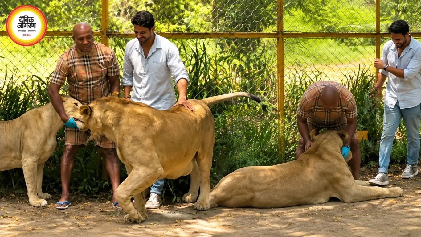शेर के हमले का दावा निकला गलत, किरण राज ने बताया वायरल वीडियो असल में ट्रेनिंग सेशन का है