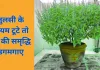 तुलसी की पूजा में की गई ये लापरवाहियां बिगाड़ सकती हैं घर की आर्थिक स्थिति