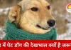 ठंड में पालतू कुत्ते को कैसे रखें फिट और हेल्दी, आसान देखभाल से बीमारी रहेगी दूर