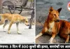 तेलंगाना में मानवता शर्मसार: 3 दिन में 300 आवारा कुत्तों को मौत, गांव के सरपंचों पर FIR