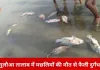 जबलपुर के गुलौआ तालाब में मरी मछलियों से फैली दुर्गंध