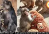  "मुझे एक खिलौने में मिला सहारा": माँ द्वारा ठुकराए गए बंदर के बच्चे पंच-कुन की मार्मिक कहानी वायरल