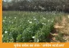 रायगढ़ में फिर पकड़ी गई अवैध अफीम की खेती