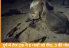दुर्ग में तेज रफ्तार ट्रक ने 6 गायों को रौंदा, 3 की मौत; ग्रामीणों का चक्काजाम, भारी वाहनों पर रोक की मांग
