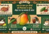 आम के साथ इन चीजों को मिलाकर न खाएं, सेहत पर पड़ सकता है असर