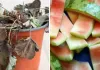 झुलसते पौधों को ऐसे दें ठंडक: तरबूज के छिलकों से तैयार करें देसी टॉनिक, बगीचा फिर होगा हरा-भरा