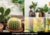 घर की खुशहाली पर असर डाल सकते हैं ये 5 पौधे, वास्तु में माने गए अशुभ