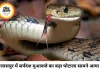 बिलासपुर में सर्पदंश मुआवजा घोटाला, 17 करोड़ का फर्जीवाड़ा उजागर