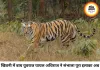 खिवनी में बाघों की वर्चस्व की लड़ाई, घायल युवराज को भोपाल किया गया शिफ्ट