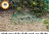 मुंगेली के जंगल में तेंदुओं की खूनी जंग, एक की मौत; दूसरा गंभीर घायल