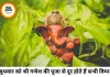 बुधवार के अचूक उपाय: गणपति बप्पा की कृपा से दूर होंगी आर्थिक तंगी और करियर की बाधाएं, मजबूत होगा बुध ग्रह