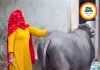 टीवी देखे बिना दूध नहीं देती भैंस! वायरल वीडियो ने इंटरनेट पर मचाई धूम