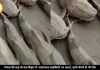 नेपाल की बाढ़ के बाद बिहार में ‘असामान्य मछलियों’ पर अलर्ट, खाने-बेचने से भी रोक; जानें क्या है वजह