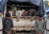 दुर्ग में 15 मवेशियों से भरा वाहन पकड़ा, MP के कत्लखाने ले जाने का आरोप