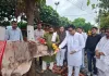 गौमाता की सेवा से बड़ा कोई पुण्य नहीं - कुलदीप माइती, लखनऊ कान्हा उपवन में किया गौ पूजन