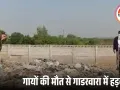 नरसिंहपुर के गाडरवारा में 12 से अधिक गायों की मौत: फूड पॉइजनिंग की आशंका, गोसेवकों ने की निष्पक्ष जांच और कार्रवाई की मांग