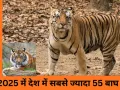  MP में बाघों की मौत का चिंताजनक रिकॉर्ड ...