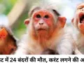 चित्रकूट में 2 दर्जन बंदरों की रहस्यमयी मौत, करंट लगने की जताई जा रही आशंका