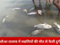 जबलपुर के गुलौआ तालाब में मरी मछलियों से फैली दुर्गंध